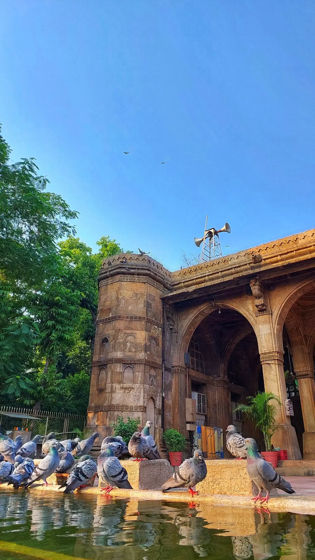 Pigeons in front of the Sidi Saiyyed Mosque in Ahmedabad